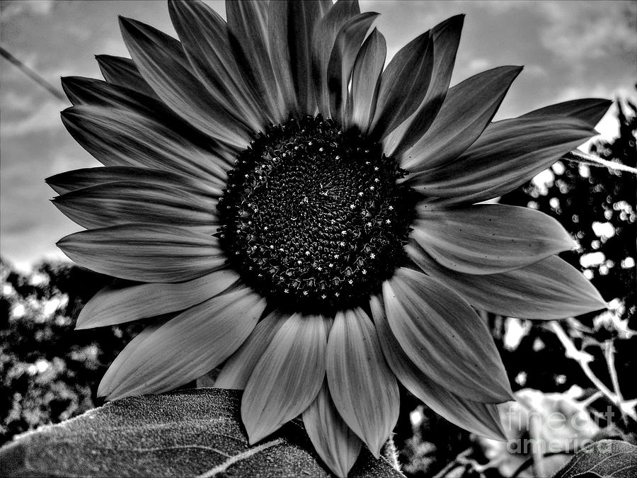Sunflower In Black And White Photograph by Nina Ficur Feenan