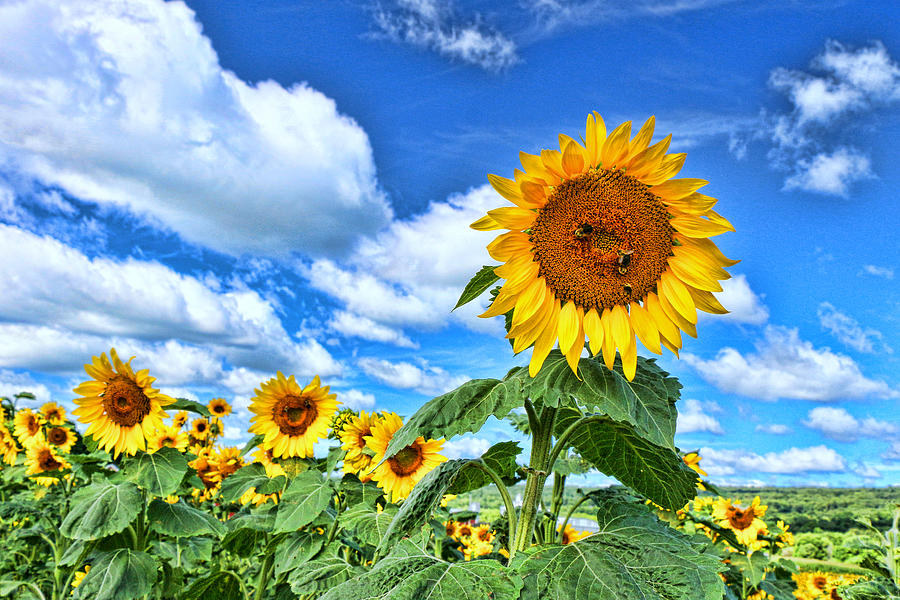Sunflower Photograph - Sunflower Nirvana 10 by Allen Beatty