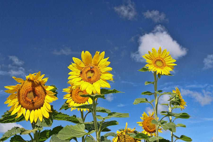 Sunflower Nirvana 2 Photograph by Allen Beatty