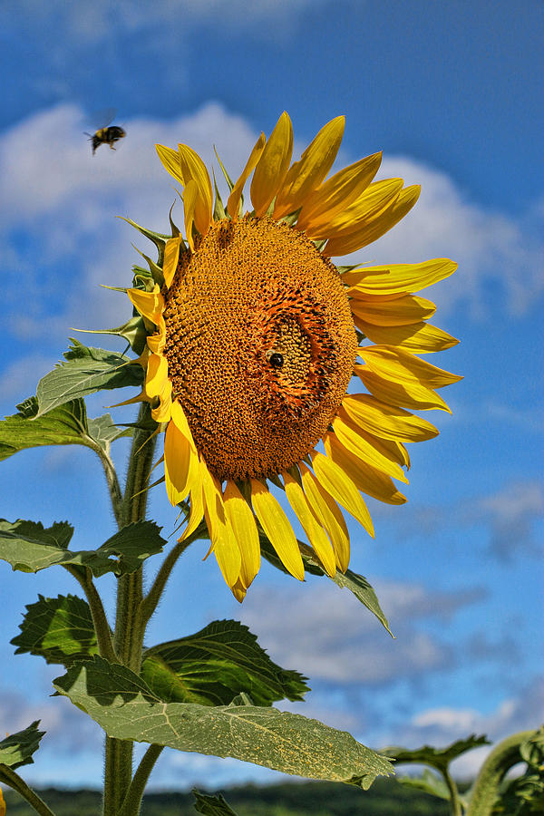 Sunflower Photograph - Sunflower Nirvana 20 by Allen Beatty