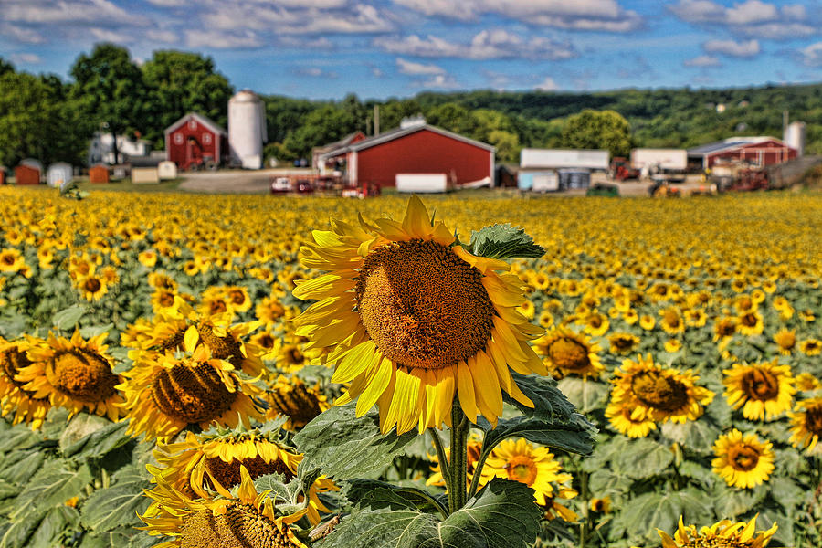 Barn Photograph - Sunflower Nirvana 21 by Allen Beatty