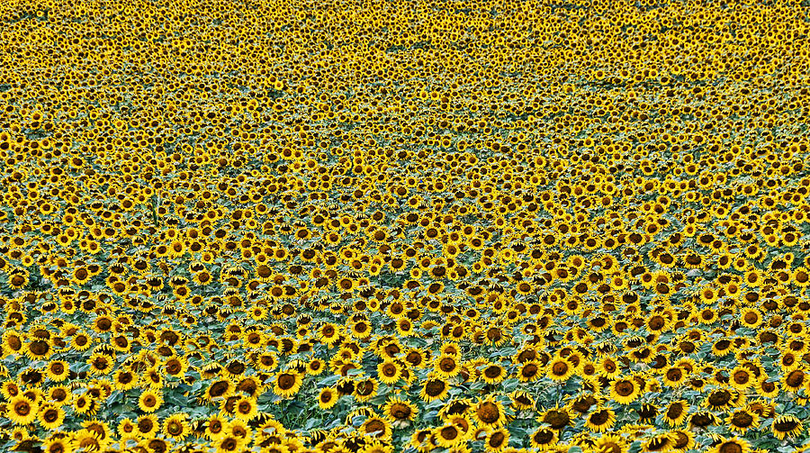 Sunflower Photograph - Sunflower Nirvana 24 by Allen Beatty