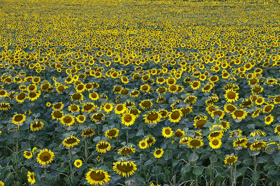 Sunflower Nirvana 3 Photograph by Allen Beatty