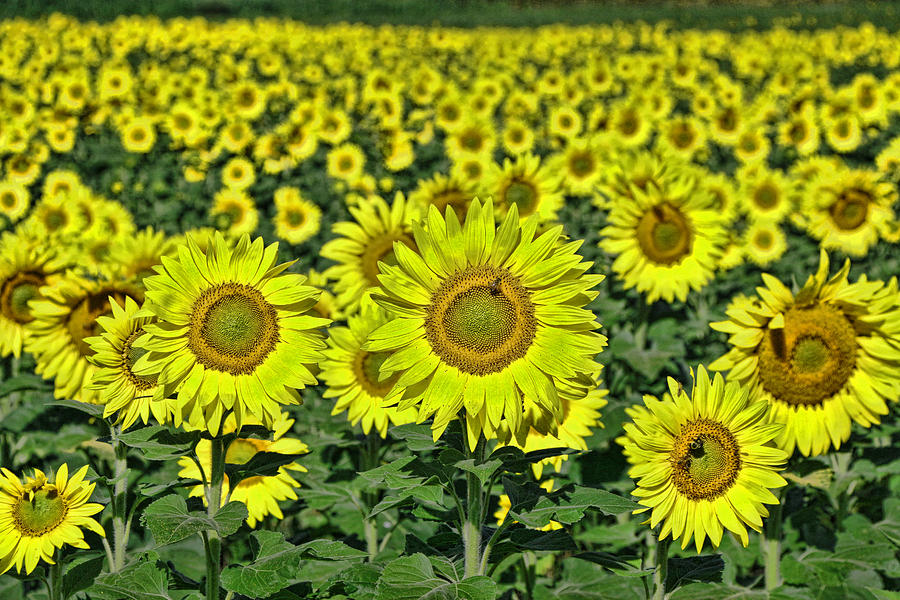 Sunflower Nirvana 37 Photograph by Allen Beatty