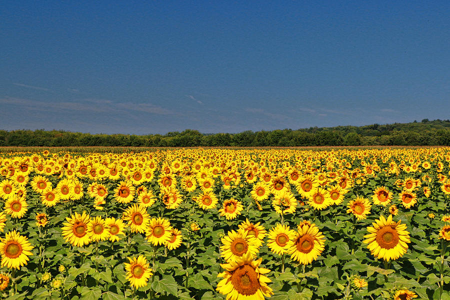 Sunflower Nirvana 38 Photograph by Allen Beatty