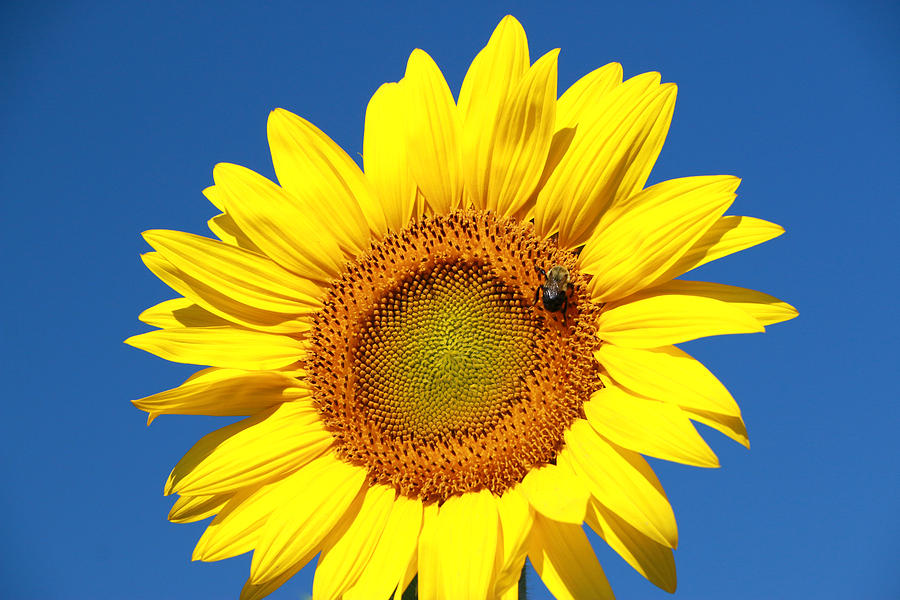 Sunflower Nirvana 44 Photograph by Allen Beatty