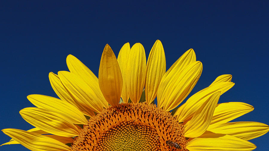 Augusta Photograph - Sunflower Nirvana 45 by Allen Beatty
