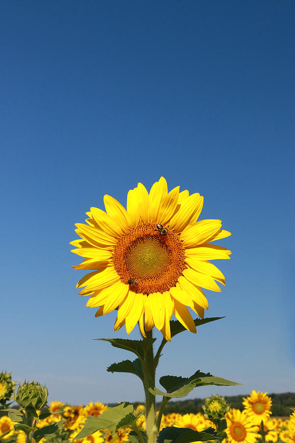 Augusta Photograph - Sunflower Nirvana 46 by Allen Beatty
