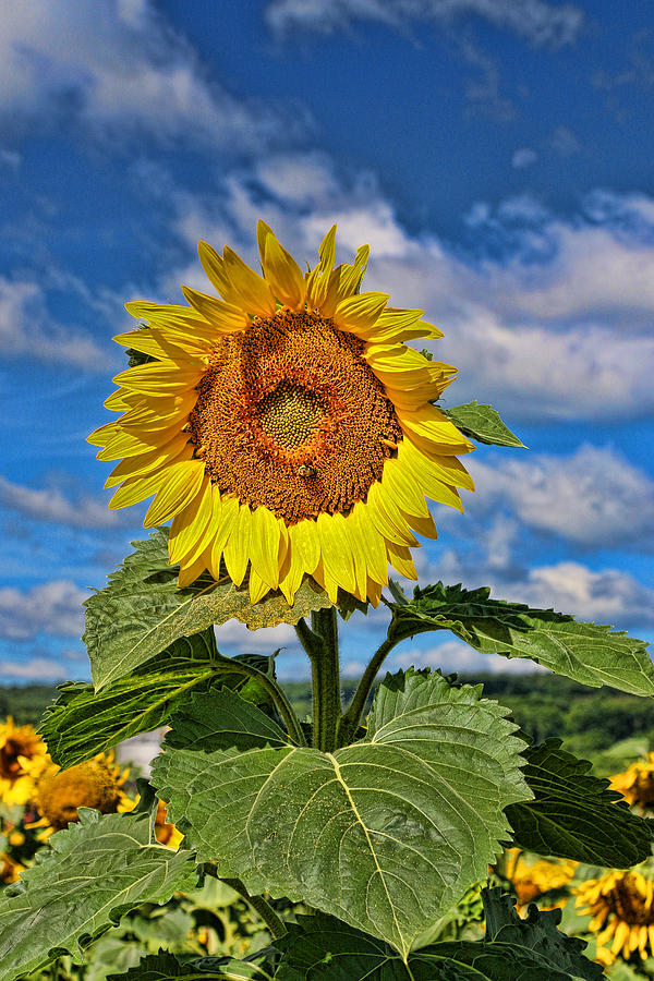 Sunflower Photograph - Sunflower Nirvana 9 by Allen Beatty