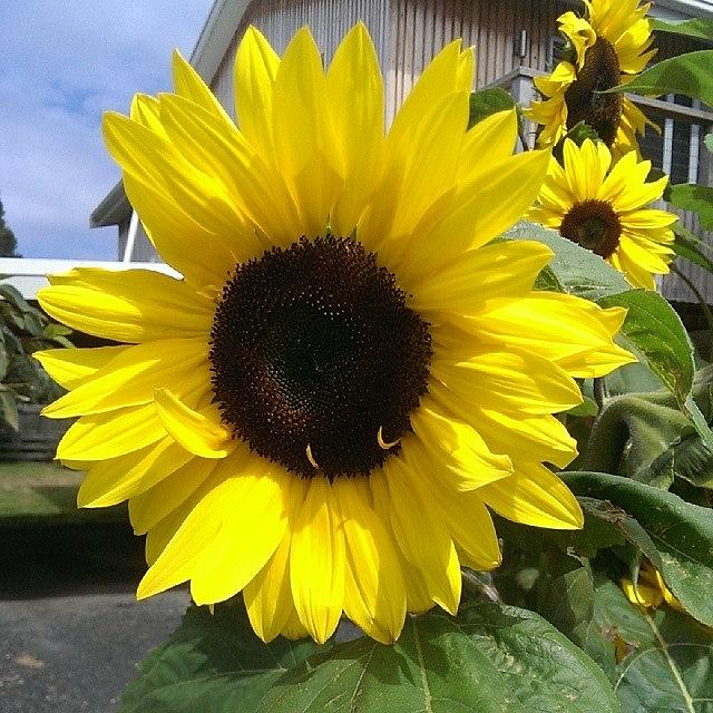 Sunflower #nofillter :) Photograph by Emelia Garrard