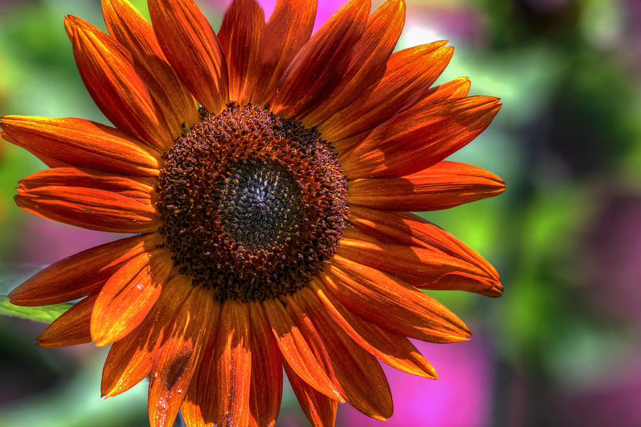 Sunflower Norfolk Botanical Garden Photograph by Jerry Gammon