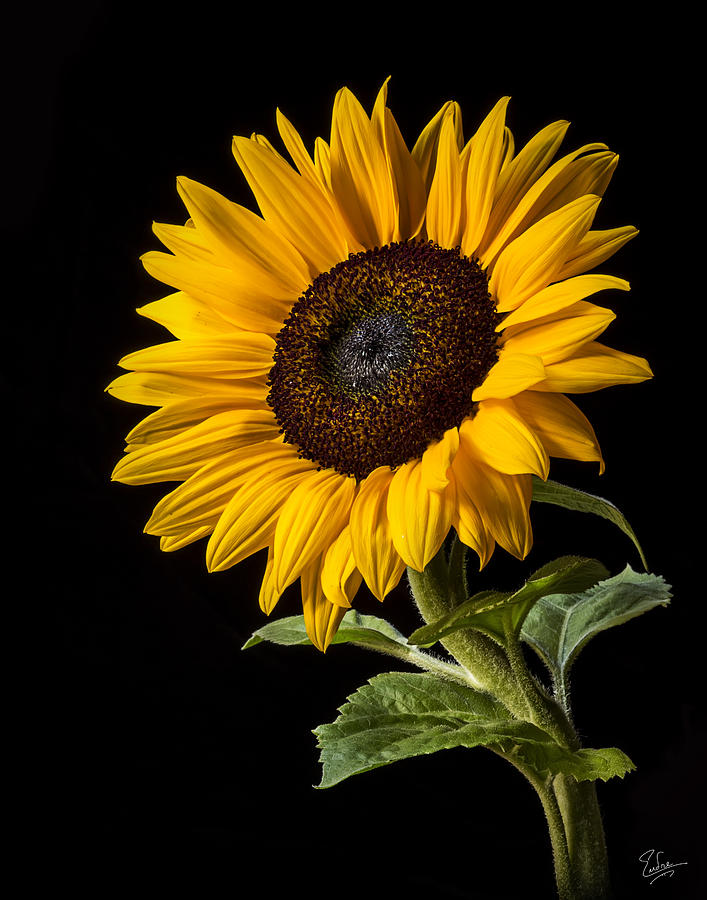 Sunflower Number 2 Photograph by Endre Balogh