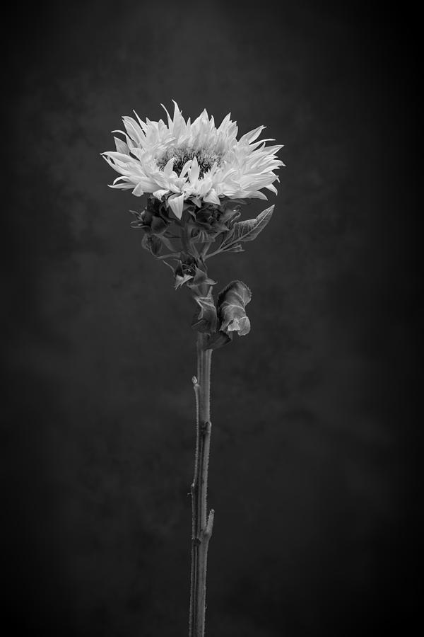 Sunflower Number 5 B W Photograph