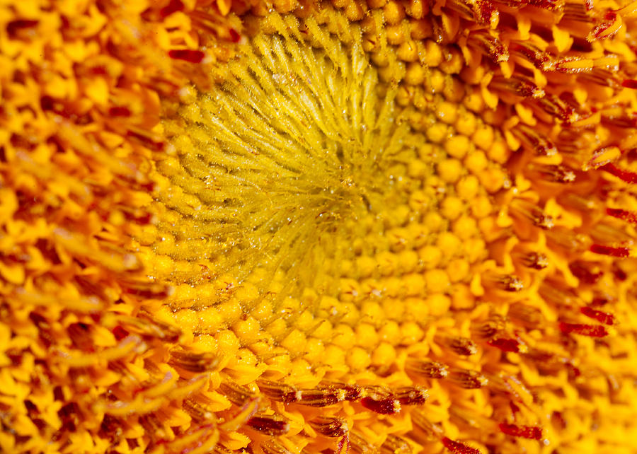 Sunflower Photograph - Sunflower by Omaste Witkowski