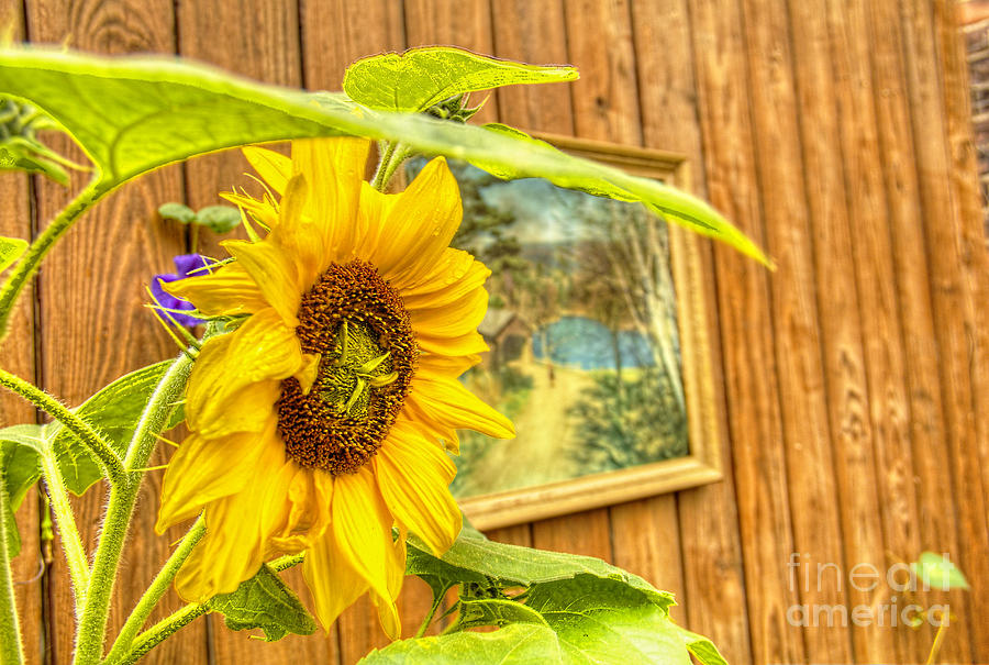 Sunflower on a fence Photograph by Jim Lepard