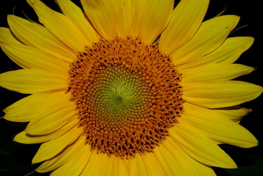 Sunflower on Black Photograph by Greni Graph