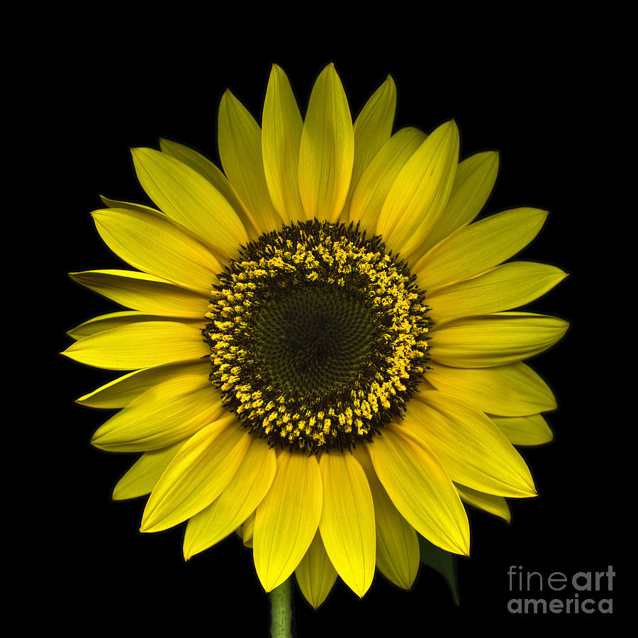 Sunflower on Black Photograph by Oscar Gutierrez