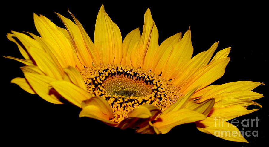 Sunflower on Black Photograph by Rose Santuci-Sofranko