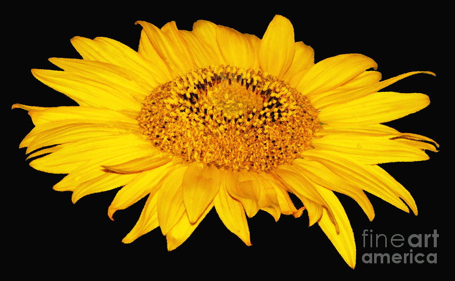 Sunflower on Black with Oil Painting Effect Photograph by Rose Santuci-Sofranko
