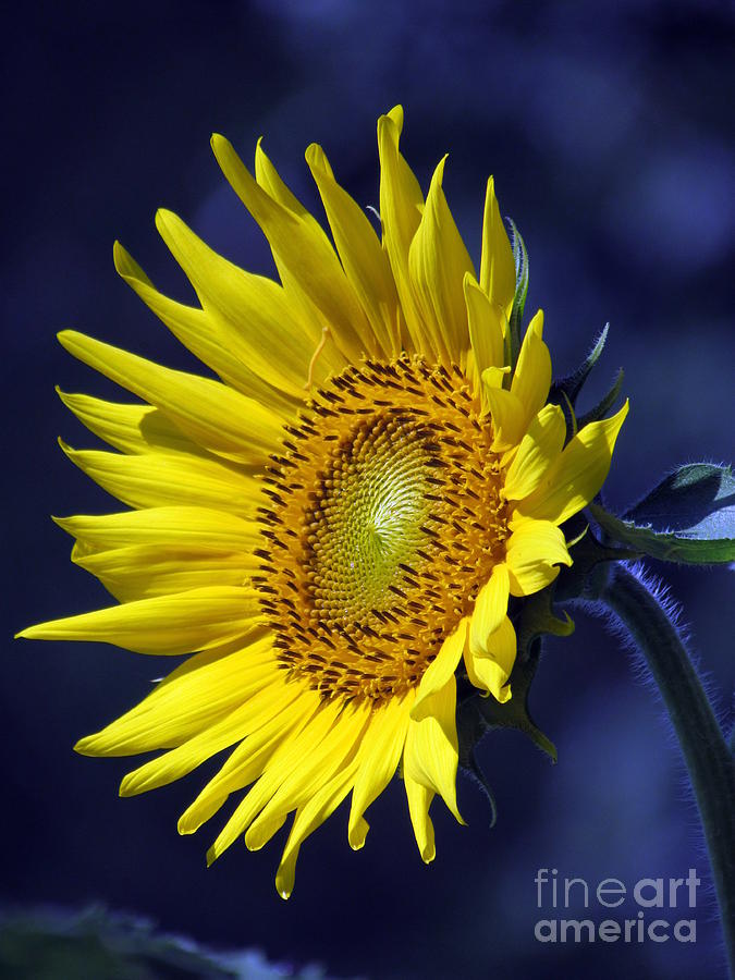 Sunflower on Blue Photograph by Lili Feinstein