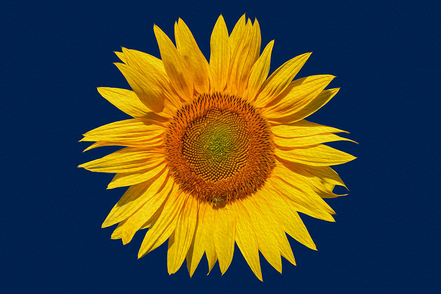 Sunflower on Blue Digital Art by Roy Pedersen