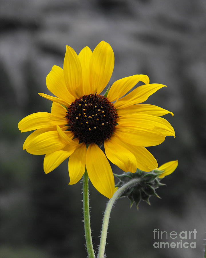 Sunflower on gray Photograph by Rebecca Margraf