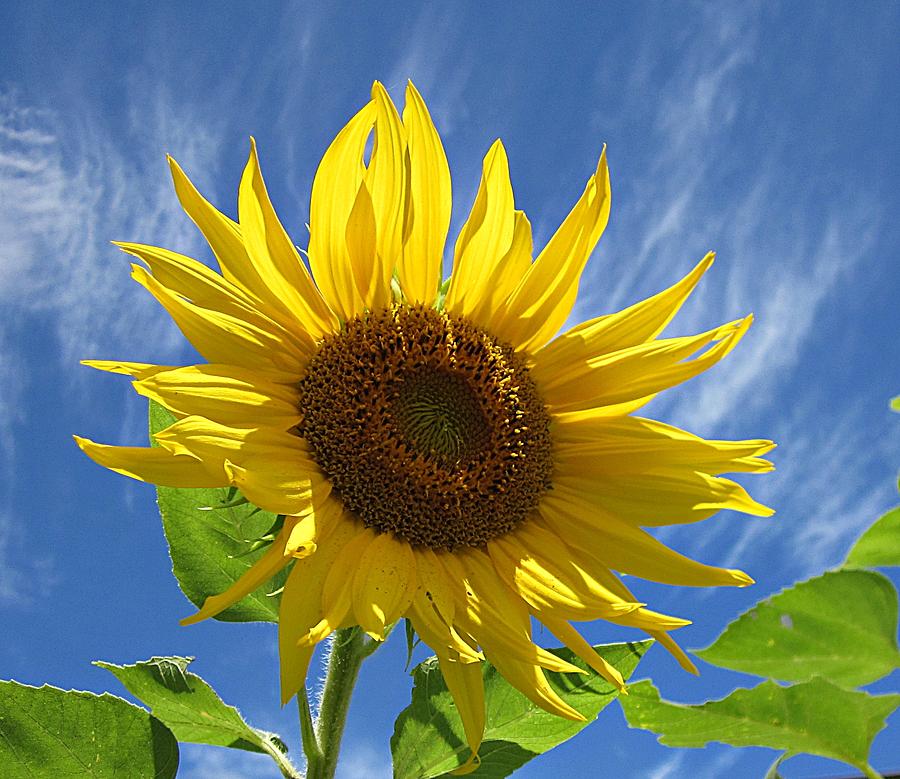 Sunflower on Sky Photograph by MTBobbins Photography