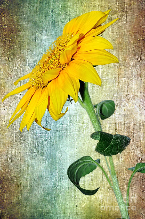 Sunflower Photograph - Sunflower on Textured Canvas by Kaye Menner