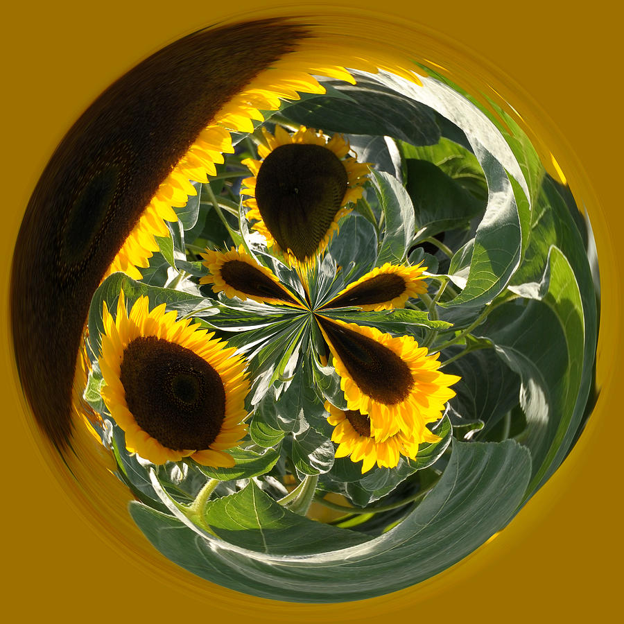 Sunflower Orb Photograph by Liz Mackney
