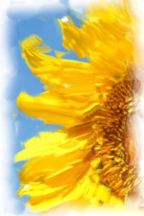 Sunflower Painted Effect Photograph by Joe Myeress