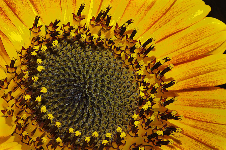 Sunflower Painterly Photograph by Phyllis Denton