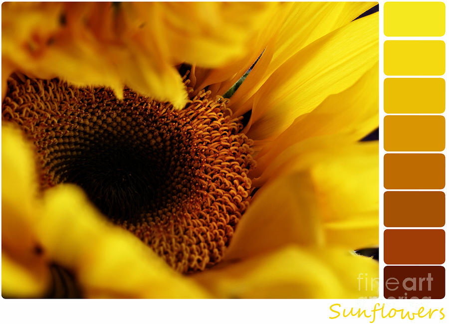 Sunflower Palette Photograph by Stephanie Frey
