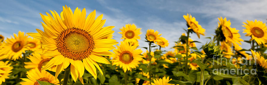 Flower Photograph - Sunflower Panorama by K Hines