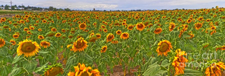 Sunflower Panoramic Photograph by Timothy Hacker