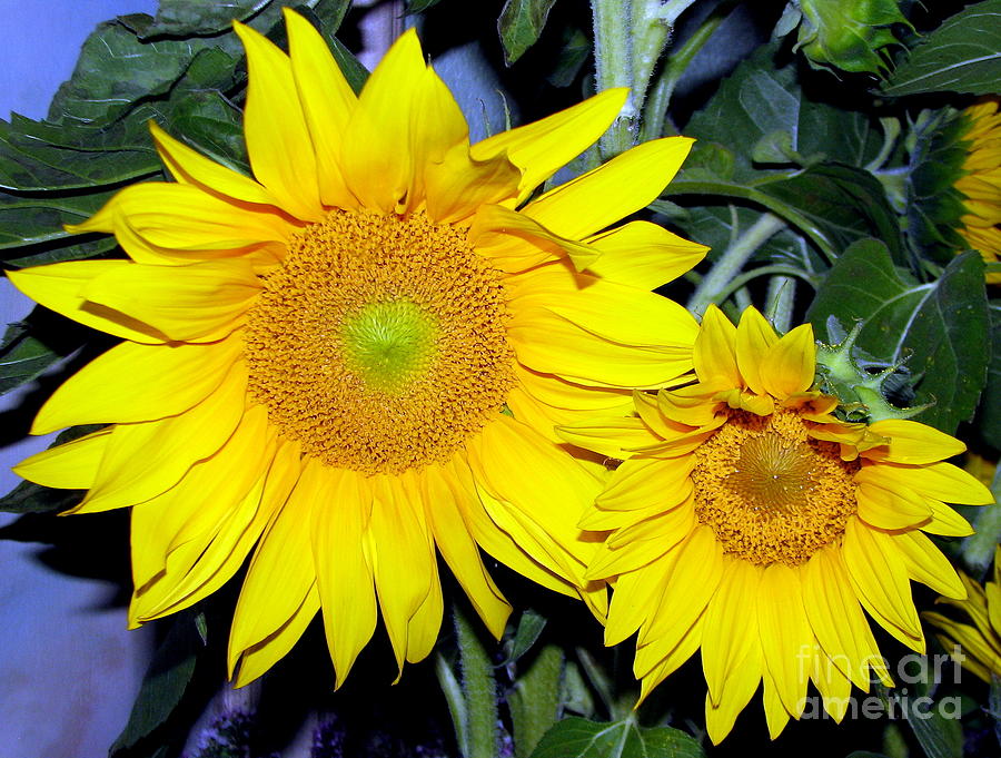 Sunflower Parent and Child Photograph by Rose Santuci-Sofranko