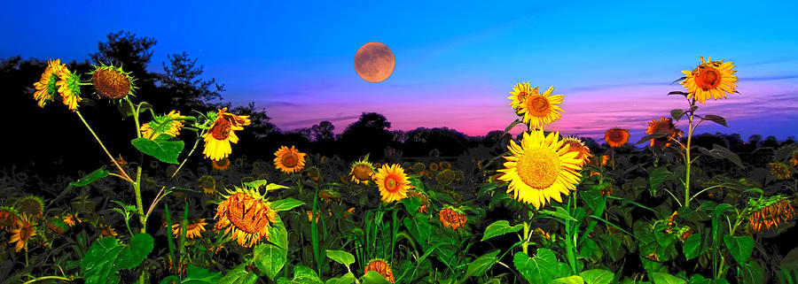 Sunflower Patch And Moon Photograph
