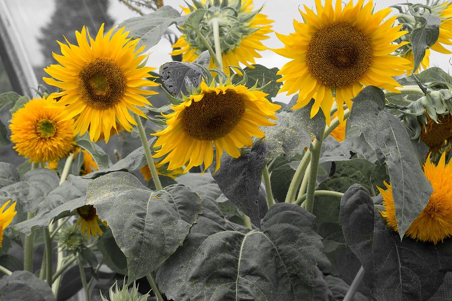 Flower Photograph - Sunflower patch by Derrick Jacobson