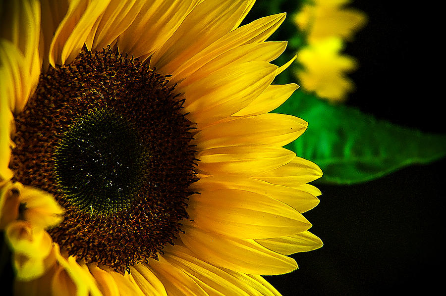 Sunflower Photograph by Patrick Boening