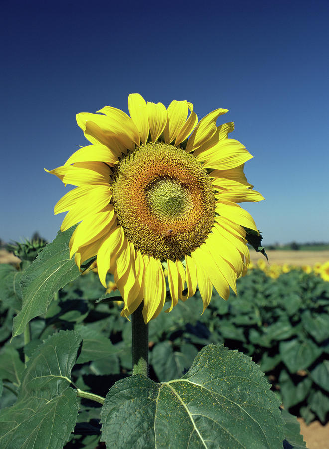 Sunflower Photograph by Science Photo Library Sunflower Photograph by Science Photo Library