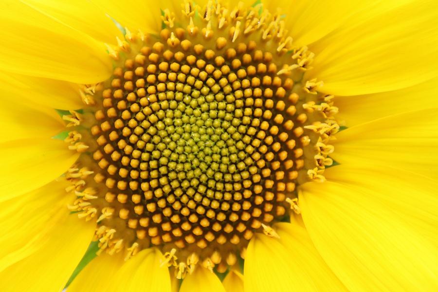 Sunflower Photograph by Paulette Thomas - Fine Art America