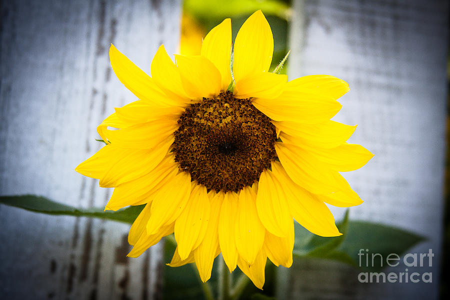 Sunflower Peak Thru Photograph by Andrew Slater