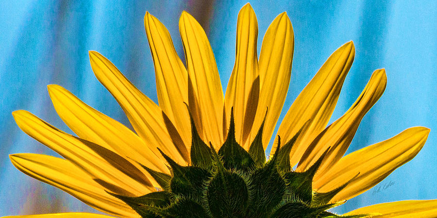 Sunflower Peeking Photograph by Bill Kesler