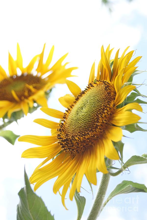 Nature Photograph - Sunflower Perspective by Kerri Mortenson