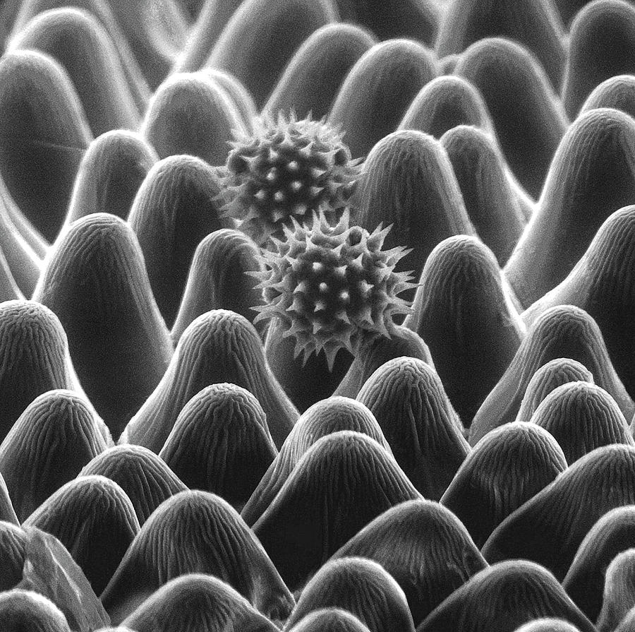 Sunflower Petal Photograph by Dennis Kunkel Microscopy/science Photo Library