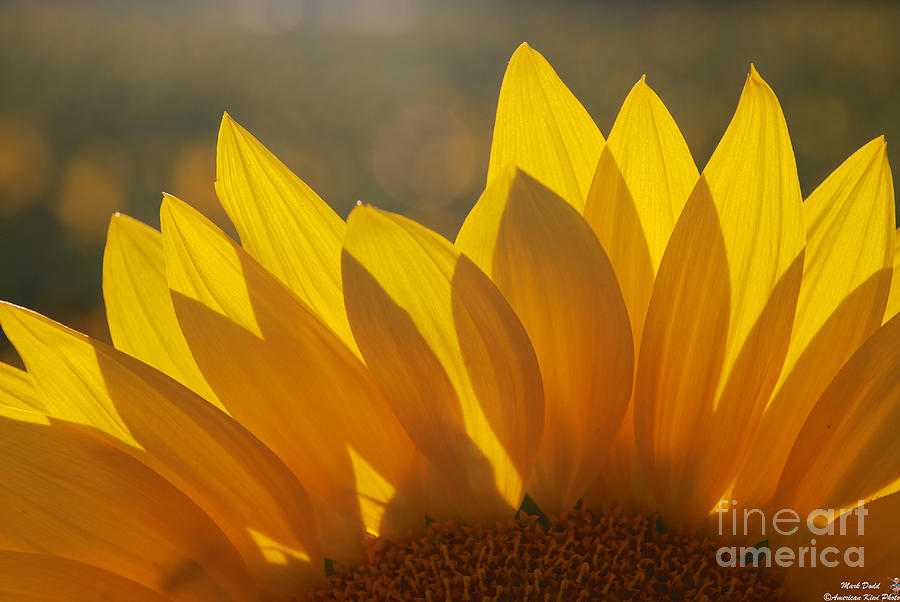 Sunflower Petal Tips Photograph by Mark Dodd