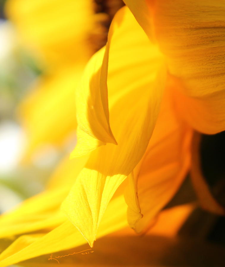 Sunflower Petals Photograph by Kume Bryant
