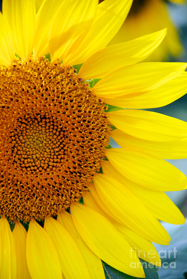 Sunflower Petals Photograph by Mark Dodd
