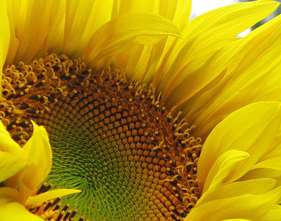 Sunflower Petals Photograph by MTBobbins Photography