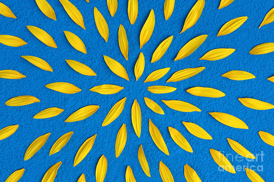 Sunflower Photograph - Sunflower petals pattern by Tim Gainey