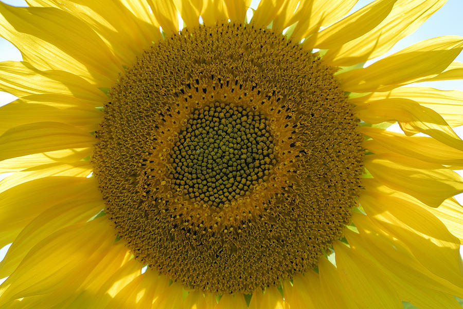 Sunflower Photograph by Peter Groenendyk